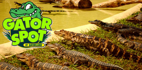 Gator Spot