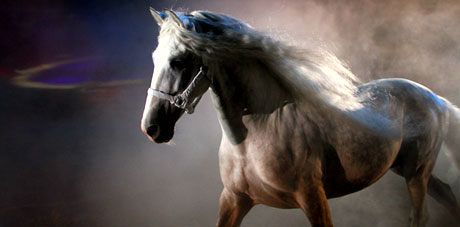 Andalusian Horse