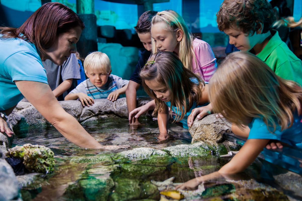 SEA LIFE Orlando Aquarium – Great Orlando Discount Tickets